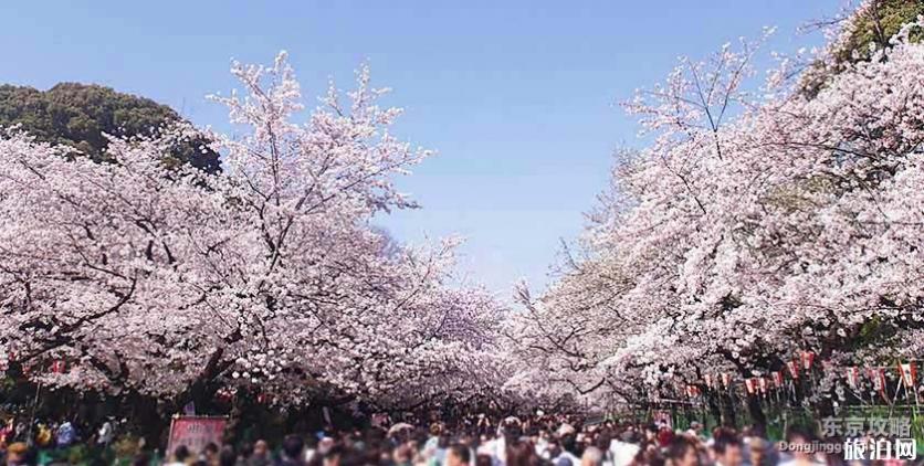 2019日本赏花时间表+地址