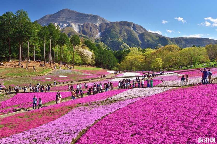 2019日本赏花时候表+天面