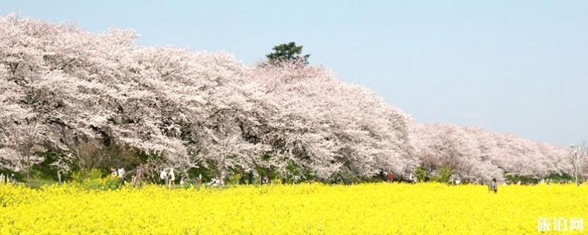 2019日本賞花時間表+地址