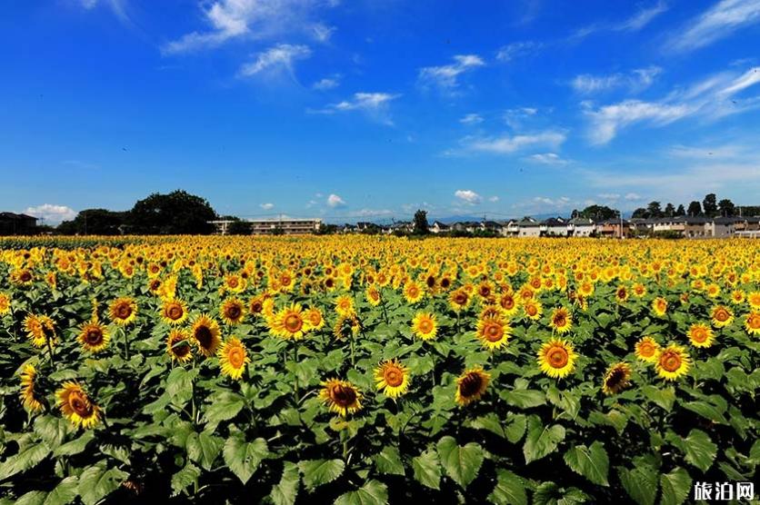 2019日本赏花时间表+地址