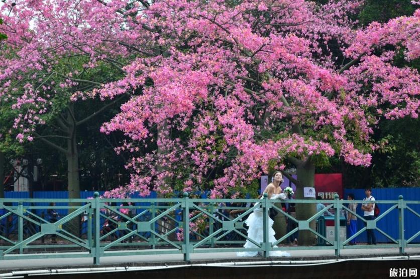 2019广州木棉花观赏地+花期+门票+交通