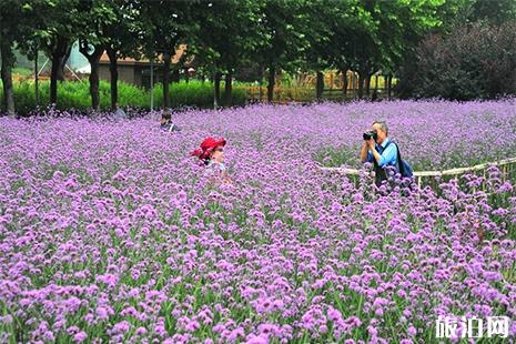 上海世纪公园马鞭草在几号门