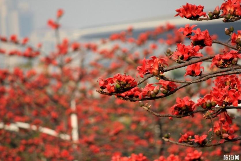 2019广州木棉花观赏地+花期+门票+交通