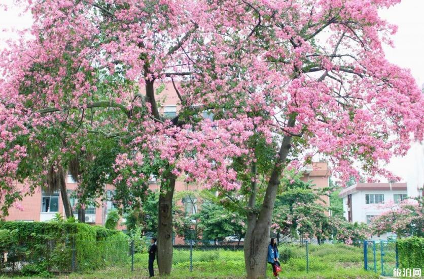 2019廣州木棉花觀賞地+花期+門票+交通