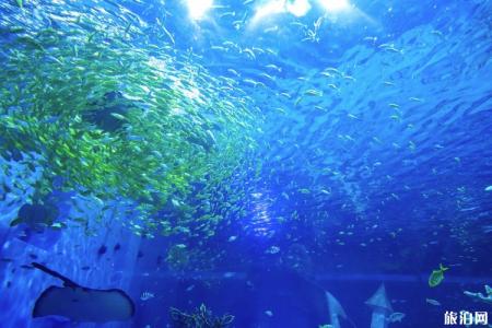 上海海昌极地海洋公园游玩指南