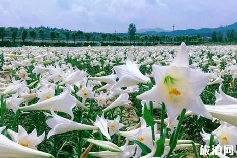 2019年夏季贵溪赏花地点推荐