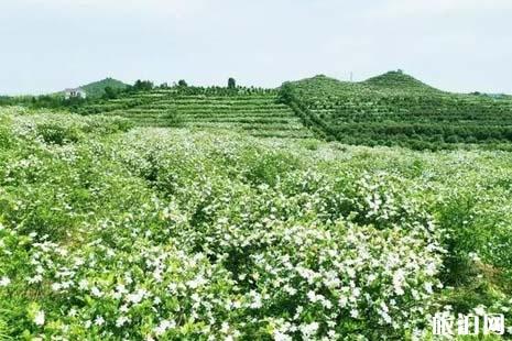 2019年夏季贵溪赏花地点推荐