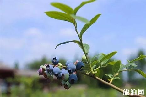 2019眉山白马玫瑰花田艺术节6月1日开启 附活动信息