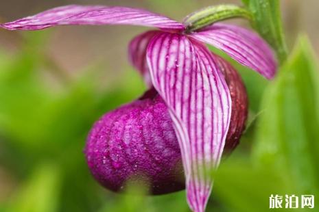 2019黄龙高山兰花节活动信息