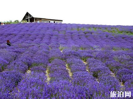 北京薰衣草几月份开花 2019北京薰衣草门票+地址交通