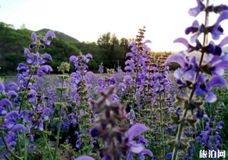 北京薰衣草几月份开花 2019北京薰衣草门票+地址交通
