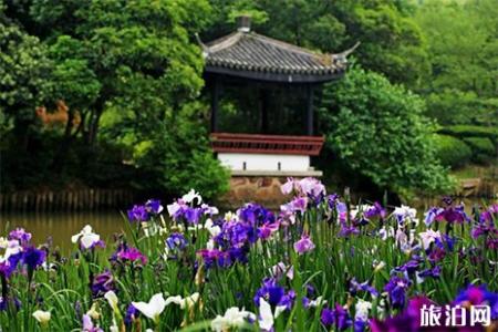 2019鼋头渚花菖蒲节 附赏花攻略