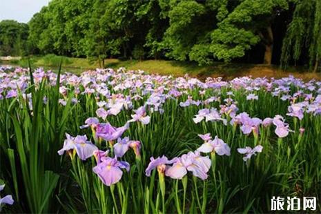 2019鼋头渚花菖蒲节 附赏花攻略