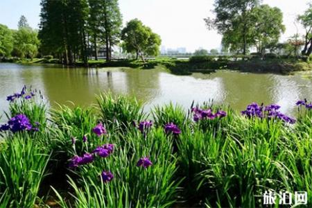 2019鼋头渚花菖蒲节 附赏花攻略