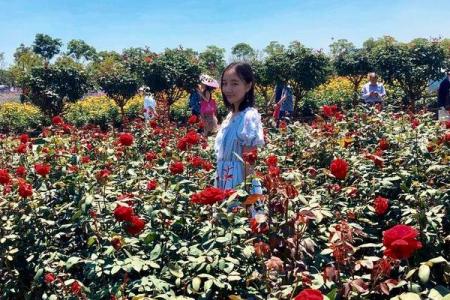 莫斯利安香草园2019 薰衣草活动地址+时间
