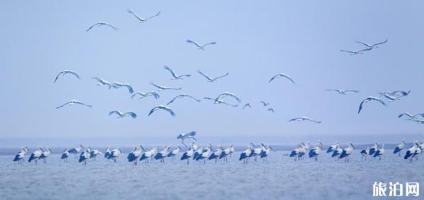 鄱阳湖国家湿地公园门票对山东游客打折时间