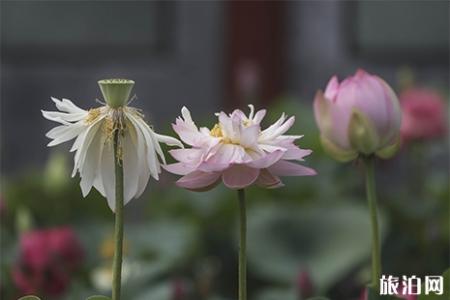 圆明园荷花开放时间 荷花节时间是几月几日举办