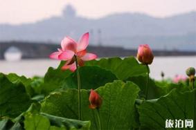 西湖荷花开了吗 杭州西湖赏荷花攻略