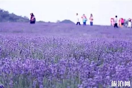 咸宁市香妃薰衣草基地游玩攻略