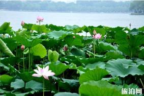 2019济南大明湖荷花开了吗 附观赏指南