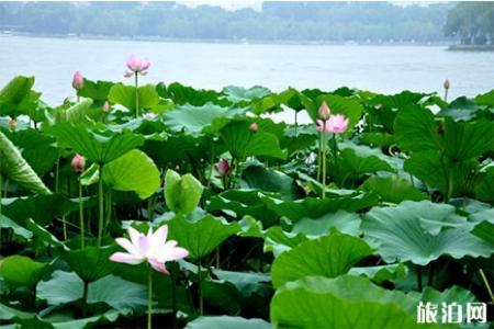 2019济南大明湖荷花开了吗 附观赏指南