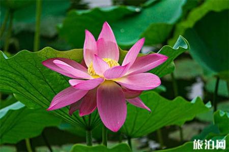 2019济南大明湖荷花开了吗 附观赏指南