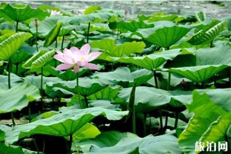 2019济南大明湖荷花开了吗 附观赏指南