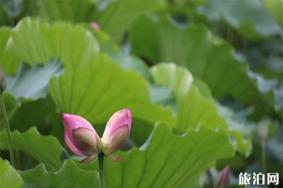 2019洪湖公园赏荷花攻略 最佳赏花地+交通