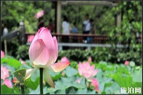 2019深圳洪湖公園荷花展6月10日至24日