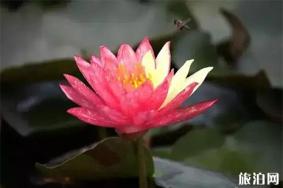 2019贵港荷花展 最佳观赏点+活动信息