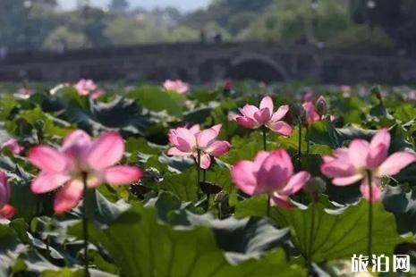 2019西湖荷花什么時候開花 西湖荷花哪里好看