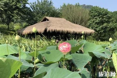 2019西湖荷花什么時候開花 西湖荷花哪里好看