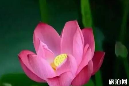 濮阳看荷花去哪里+交通