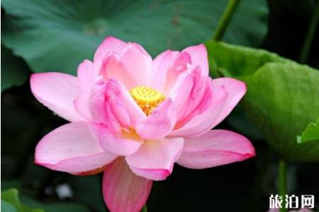 2019成都看荷花什么地方好+交通