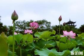 余杭荷花观赏地推荐