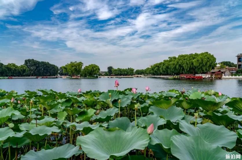 2019北京荷花幾月開+地址+開放時間+門票