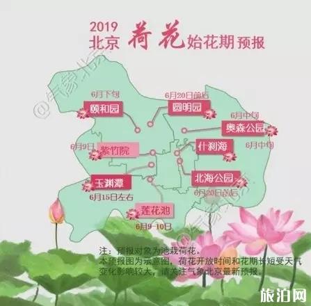 2019北京荷花几月开+地址+开放时间+门票