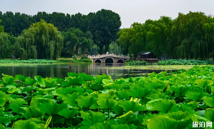 2019北京荷花幾月開+地址+開放時間+門票