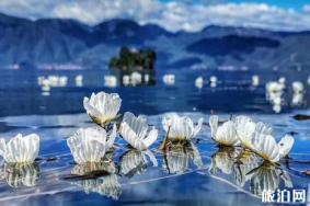 2019泸沽湖海菜花花期 2019泸沽湖海菜花攻略