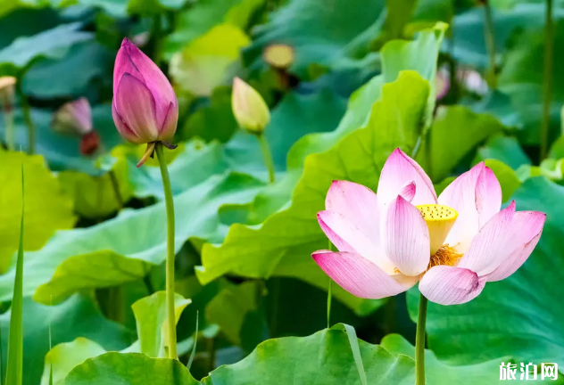 2019厦门荷花观赏地点推荐+门票+交通