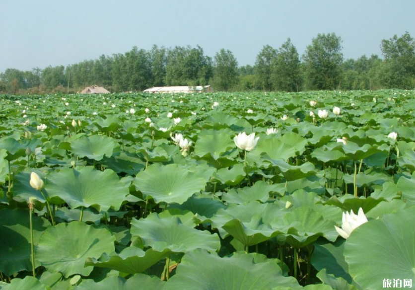 濟南大明湖荷花幾月開 2019濟南荷花觀賞地點推薦+門票+交通