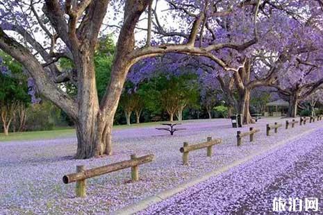 2019年夏季广州赏花的处所保举