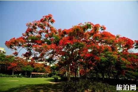 2019年夏季广州赏花的地方推荐