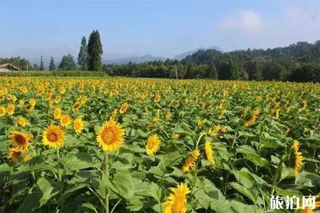 2019年夏季广州赏花的处所保举