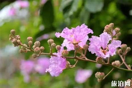 2019年夏季广州赏花的处所保举