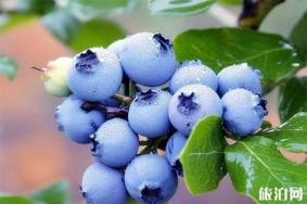 2019沃林蓝莓采摘节6月15日至6月16日