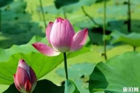 2019成都荷花开了吗+观赏攻略