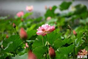 2019香河荷花节6月18日开启 附门票信息