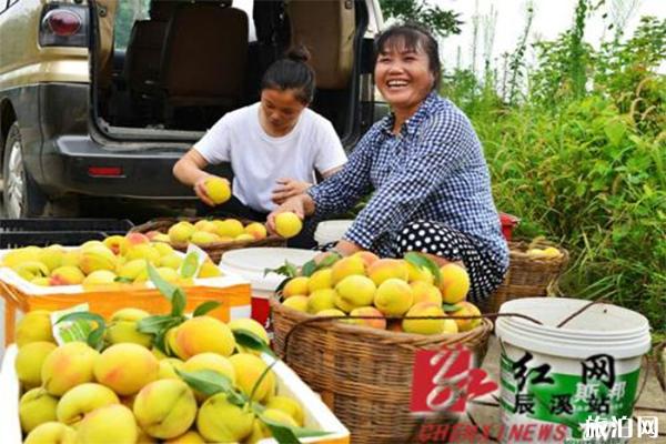 2019王汉沟黄桃采摘节6月27日开启 附活动信息