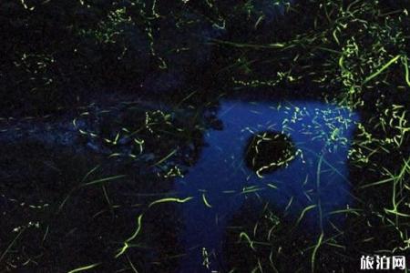 日本萤火虫观看时节 日本九州萤火虫观看地点推荐